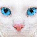 Pure White Cat with Blue Eyes