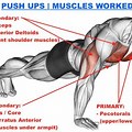 Push UPS Muscle Groups