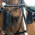 Race Horse Blinders