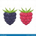 Raspberry and BlackBerry Clip Art