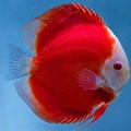 Red Melon Discus Fish