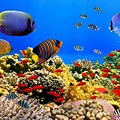 Red Sea Coral Reef Fish