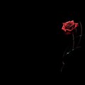 Red and Black Rose Wallpaper Just Breathe