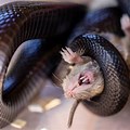 Red and Black Snake Eating a Rat
