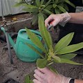 Rooting Rhododendron From Cuttings