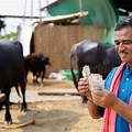 Sad Indian Dairy Farmer
