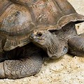 Seychelles Giant Tortoise Extinct In