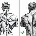 Simplehuman Back Anatomy Sketch