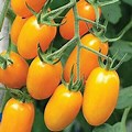 Small Long Orange Tomatoes