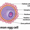Smallest Body Cell