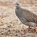 South African Francolin