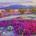 South West Desert Wild Flowers