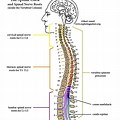 Spinal Cord and Nerve Roots