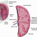 Spleen Cross Section Anatomy