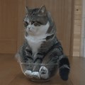 Stop the Cat Baking GIF
