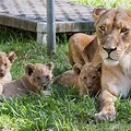 Taronga Zoo Lion Cubs