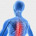 Thoracic Spinal Cord Clip Art