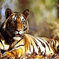 Tiger Wallpaper Download for PC