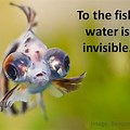 To the Fish the Water Is Invisible