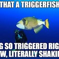 Triggerfish Triggered Meme