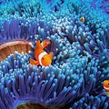 Underwater Sea Life HD Photography