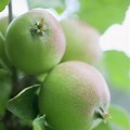 Unripe Apple Tree with Fruit