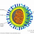 Virus Host Cell