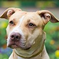White American Pit Bull Terrier with Shepher