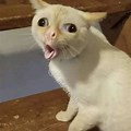 White Cat with Tongue Out Meme