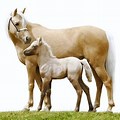 White Foal Horse No Background