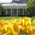White House Spring Garden Tour