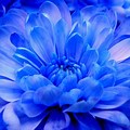 Windows 7 Sample Pictures Chrysanthemum
