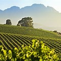 Wine Farms in Stellenbosch