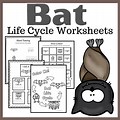Worksheet for Kinder Life Cycle of a Bat