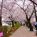 Yeouido Park Cherry Blossoms
