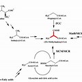 methylmalonyl-CoA