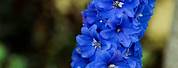 Delphinium Blaue Blumen