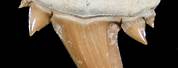 Shark Teeth Fossil