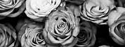 Rose Black White Background
