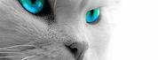 Adorable Blue Eyed Black Cat iPhone Wallpaper
