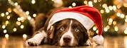Aesthetic Dog Cute Christmas