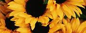 Aesthetic Sunflower Yellow Background Neon