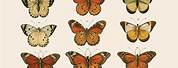 Aesthetic Vintage Butterfly Posters