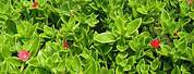 Aptenia Cordifolia Red Apple Ground Cover