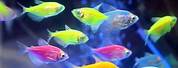 Aquarium Neon Fish Wallpaper
