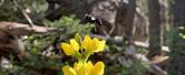 Arizona White Mountains Wildflowers