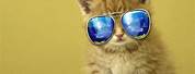 Awesome Cute Wallpapers Cat