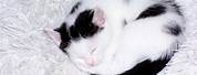 Baby Cat Black and White