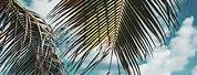 Beach Aesthetic Wallpaper Palm Tree