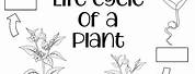 Bean Plant Life Cycle Worksheet